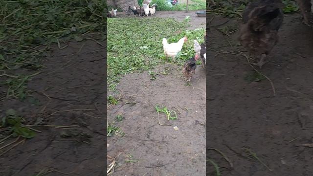 Понедельник в деревне 🏡