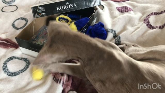 А что в коробке?