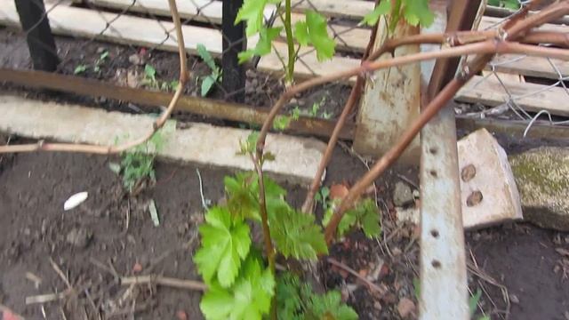 Осмотр поврежденного морозом виноградника  13 05 2025