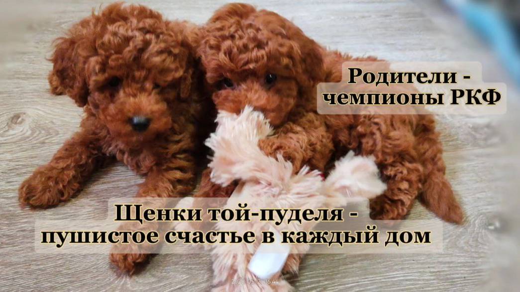 Он не просто станет членом семьи — он станет её сердцем.