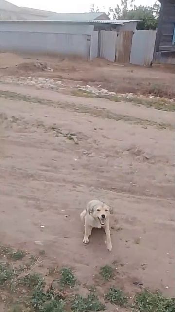 1000028534.mp4