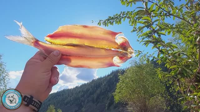 ЗАСОЛКА ХАРИУСА БОМБИЧЕСКИ ВКУСНЫЙ СПОСОБ И ВЯЛКА В ТАЙГЕ