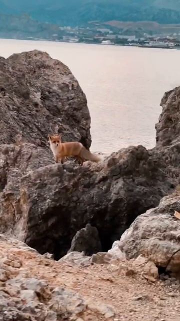 Встретил лису на море