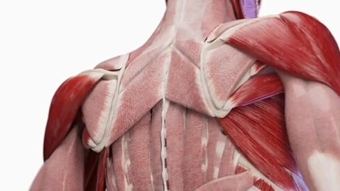 Грудопоясничная Фасция и Кисть Руки...(3D-анимация)