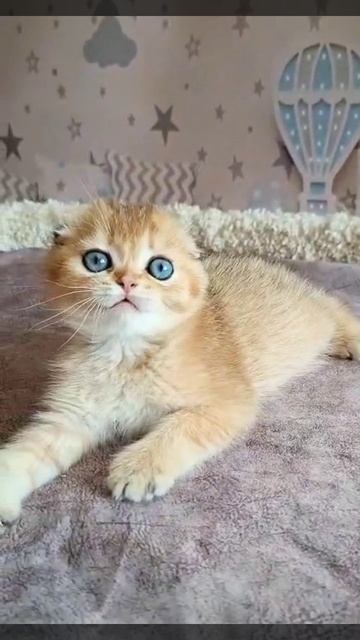 Озорной мальчуган