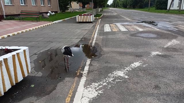 Видзы. Аист