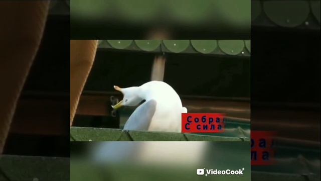 пов как надо делать уроки