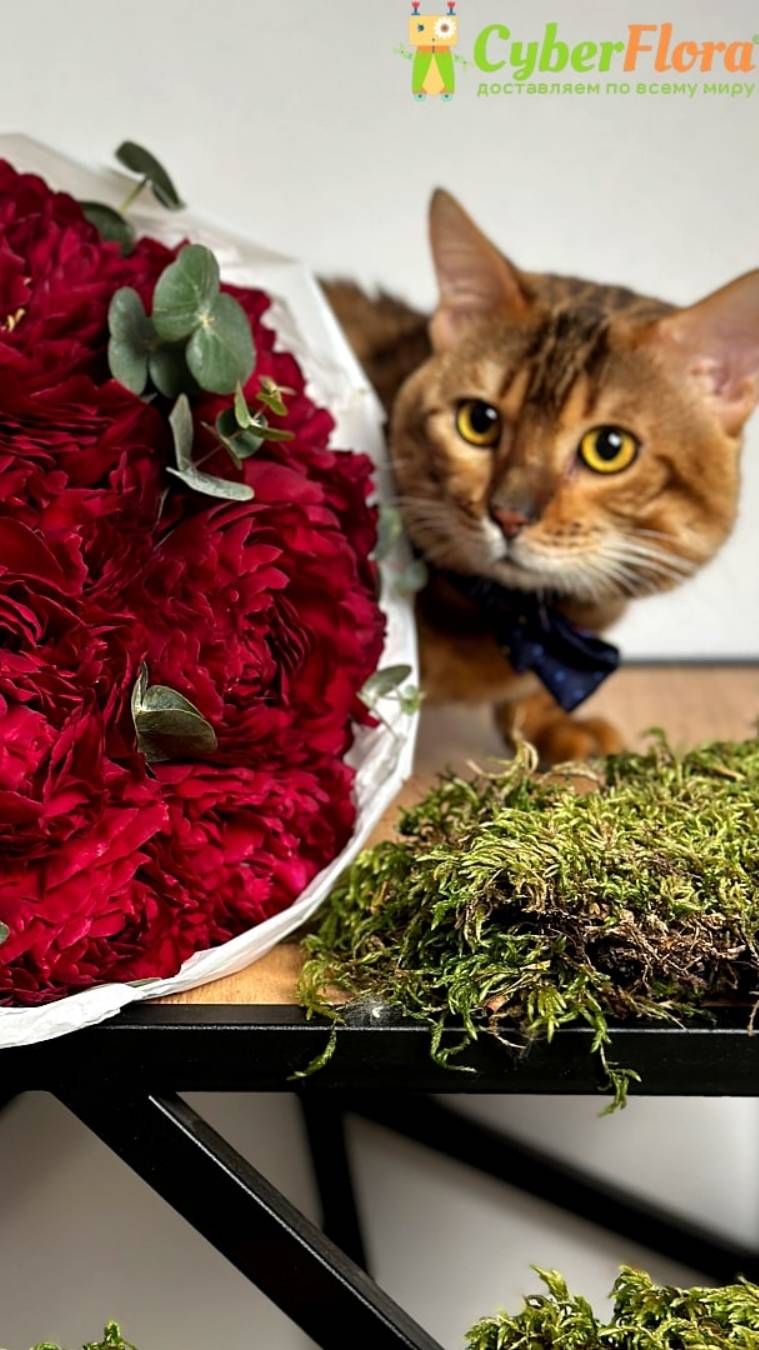 Доставка цветов| Цветы с доставкой|Cyber Flora®|Кибер Флора®-Красные пионы с эвкалиптом и кот Кокос