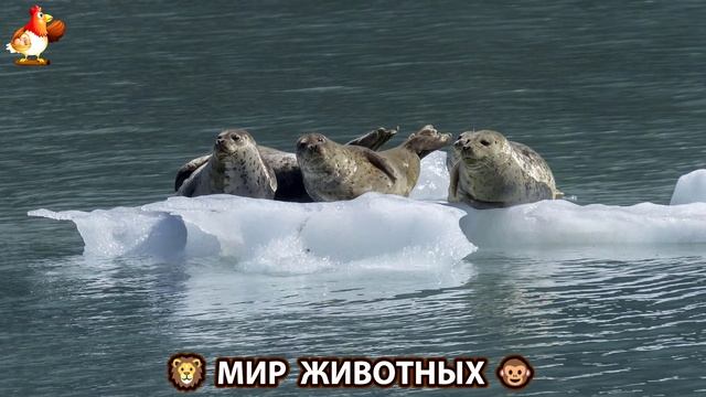 Животный мир планеты – красота и грация созданий Природы 🦁🦚🐵 Выпуск (102) 🐻🦉🦝