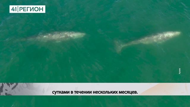 БОЛЬШЕ 60 СЕРЫХ КИТОВ ОТКАРМЛИВАЮТСЯ ПОСЛЕ ЗИМОВКИ В КРОНОЦКОМ ЗАЛИВЕ• НОВОСТИ КАМЧАТКИ