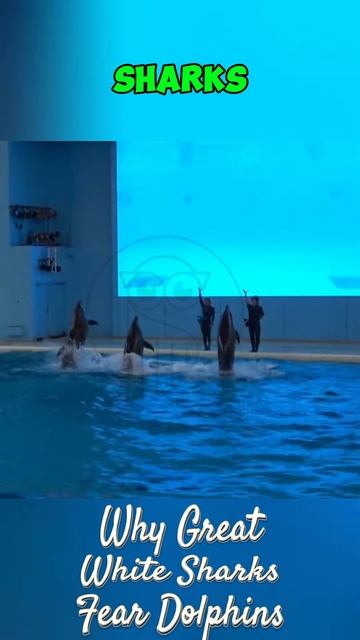 4xMb1fKvtgc - Why Great White Sharks Fear Dolphins？ #shorts #animals  #wildlifestories