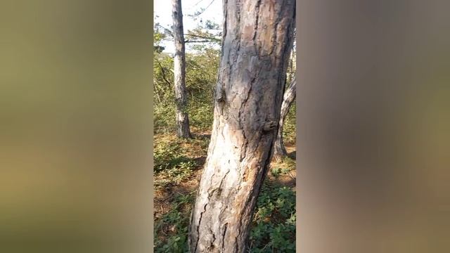 Матушка Земля