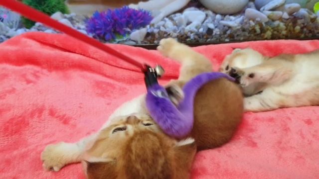 8-905-154-47-84 Шотландские котята от Чемпионов 🐾