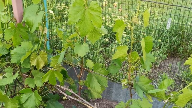 Чтобы не осыпалась гроздь и хорошо опылился виноград....