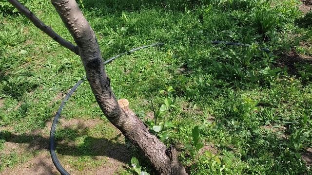 Обильный полив плодоносящих деревьев, кустов и ягод