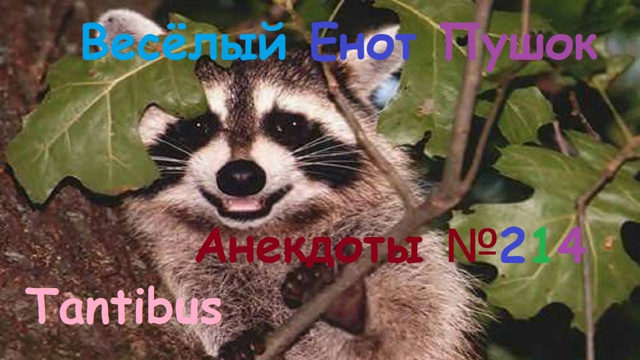 Енот пушок рассказывает анекдоты №214