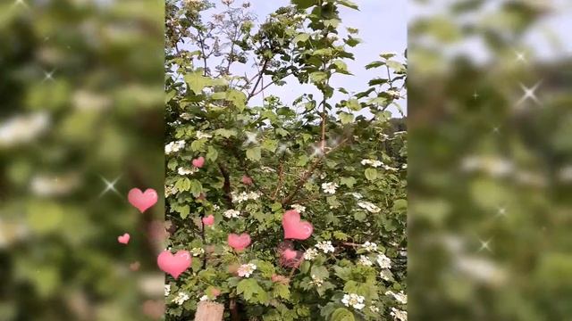 🌺ИРИС, КАЛИНА 🌺 8 ИЮНЯ 2025 г.🌺