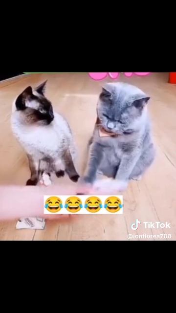 VID_20250609_132716_460.mp4
