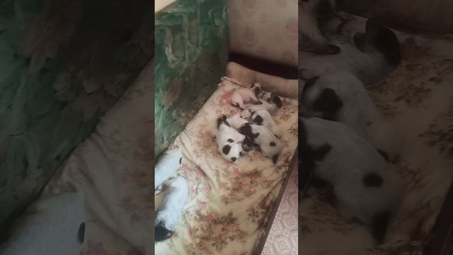 Щенки курцхаара с адекватной психикой!
пишем в личку
8 9626 IO 2O ЗО