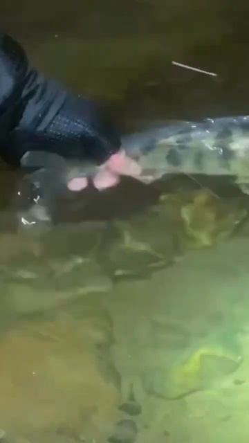 РЫБАЛКА НА МОСКВА РЕКЕ #fishing #спиннинг #рыбалка #базарыбака #рыбалка #зимняярыбалка #рыбалка