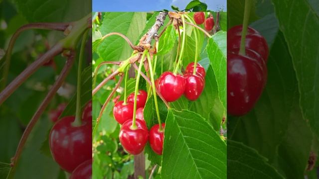 Мои ягодки- райское наслаждение