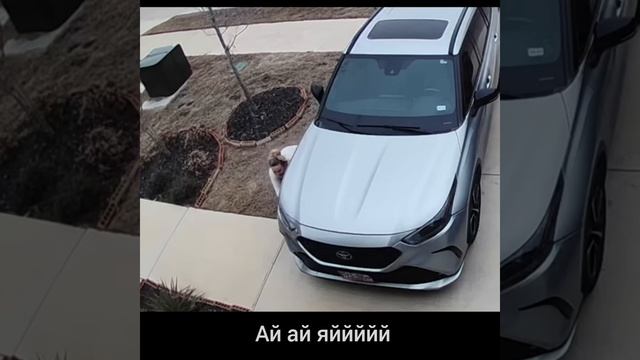 КОГДА СОСЕДИ .. ЗМЕИ