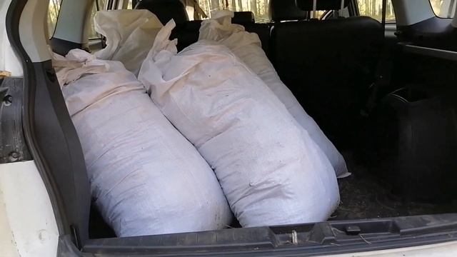 11 сентября 2024г. Сосновый опад - мульча...