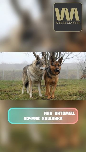 Собака или волк – кто сильнее на самом деле