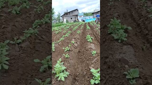 Окучивание дисковыми окучниками