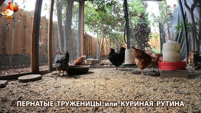Куры несушки свободного выгула и их обычная куриная рутина – эпизод (419)