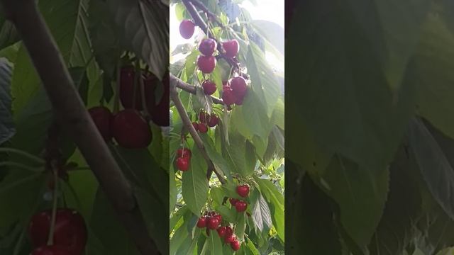 сорт черешни франц иосив