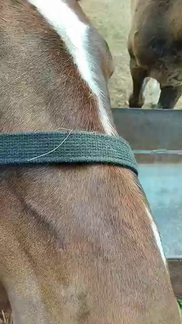 🐎❤🔥🐎