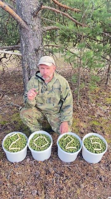 Молодые шишки