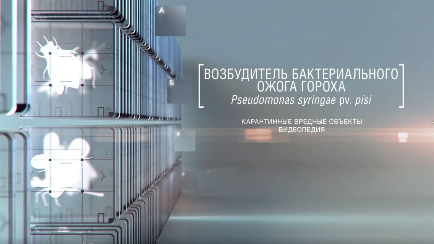 Возбудитель бактериального ожога гороха Pseudomonas syringae pv. pisi