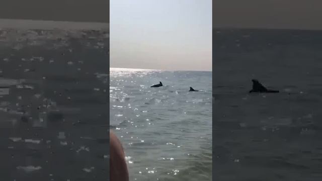 Дельфины на Азовском море
