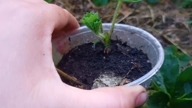 Купчиха земляника  как размножать чтобы получить быстро урожай