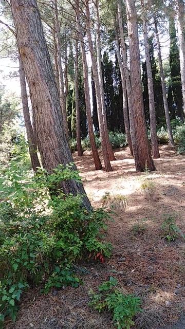 VID_20250531_114714.mp4