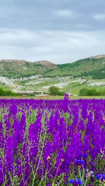 Поля лаванды. Шикарный вид. Крымский полуостров.