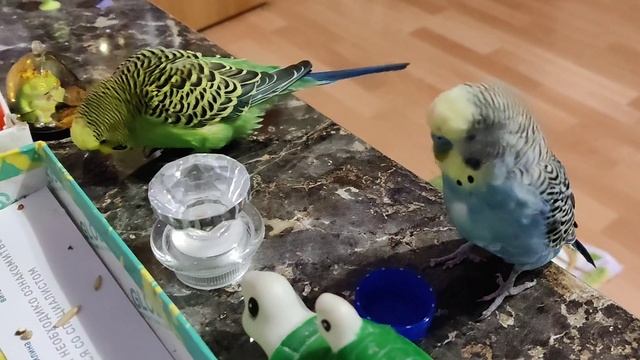 забавные Птичкины красавчики попугайчики Кеша Тиша