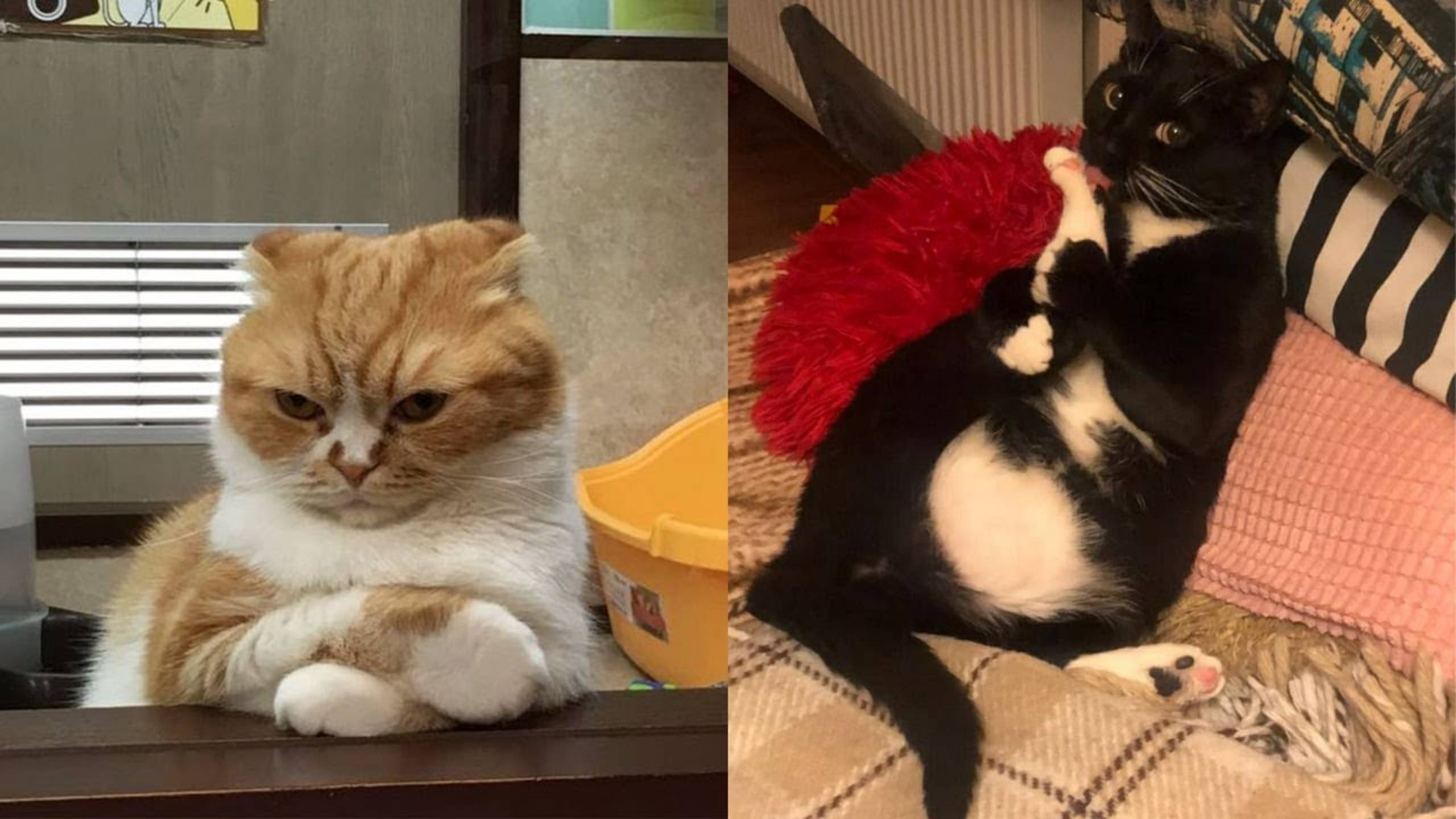 СМЕШНЫЕ КОТЫ 2025 ЛУЧШИЕ ПРИКОЛЫ С КОТАМИ, КОШКИ, КОТИКИ, СОБАЧКИ, СМЕШНОЕ ВИДЕО