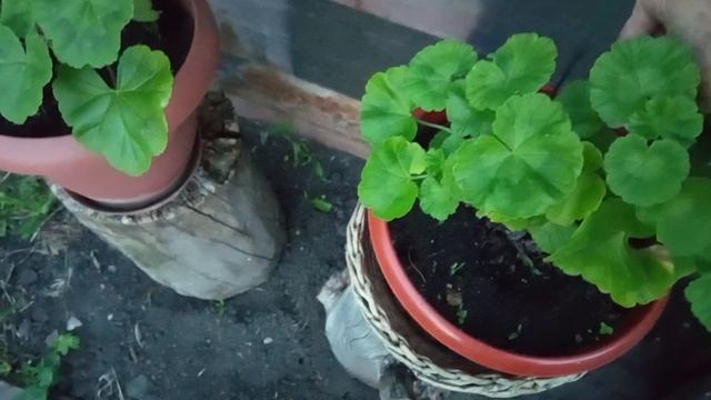накануне дождя и утро после дождя