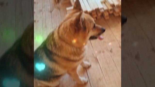1000025912.mp4 (Собака следит за планированием приточно-вытяжной вентиляции в доме А-фрейм)