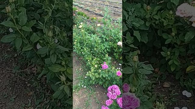 роза блю бой