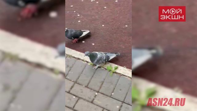 В Первомайском парке Благовещенска поселились голуби-бегуны