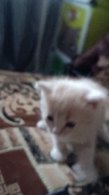 котёнок