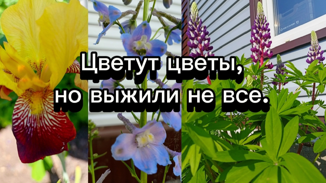 09-06-2025Цветут цветы,но выжили не все.