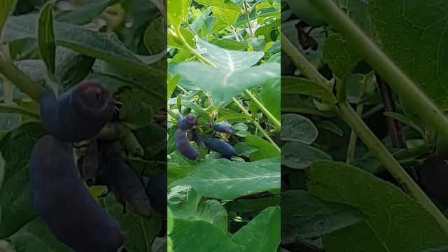 Жимолость готовится к сбору урожая.