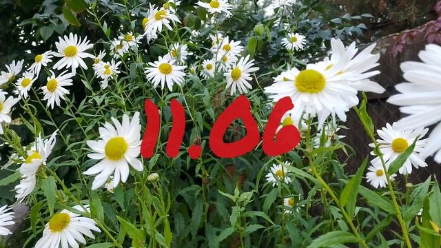 Лунный календарь для цветоводов с9.06-15.06.25г.