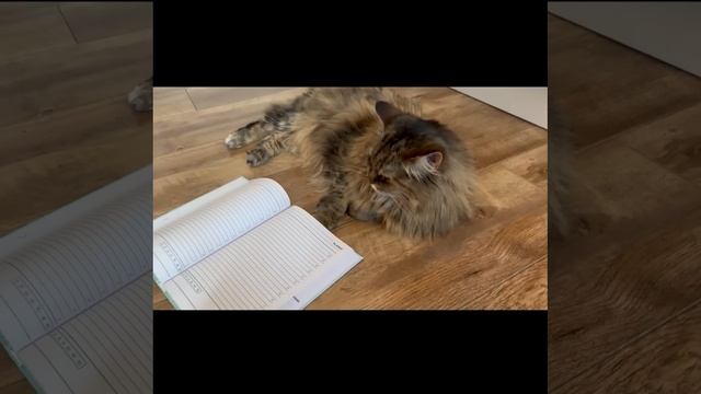 Муфаса со всех сил пытается вернуться в школу!
