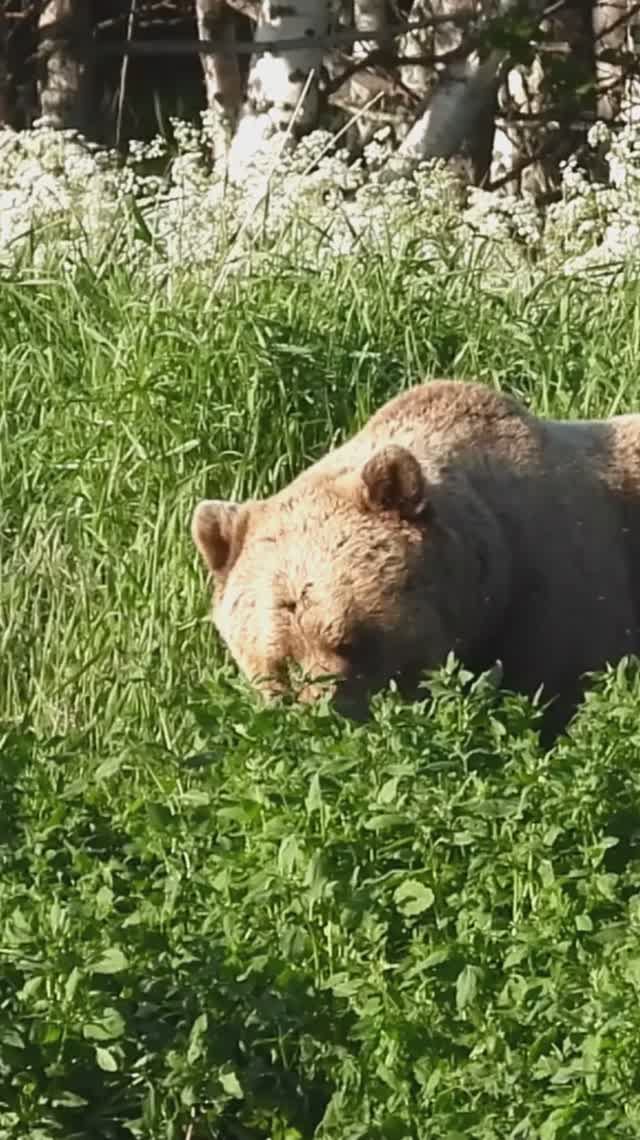 Бурый медведь лакомится лебедой прибрежной на побережье Белого моря в НП "Онежское Поморье"
